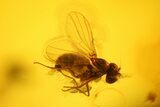 Fossil Fly (Diptera) And Spider (Araneae) In Baltic Amber #123350-2